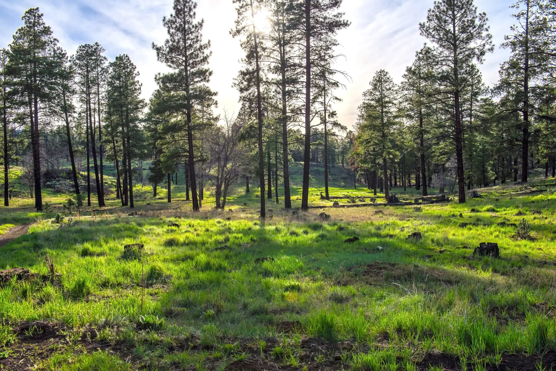 Ponderosa pine forest surrounding Pinetop, Arizona
